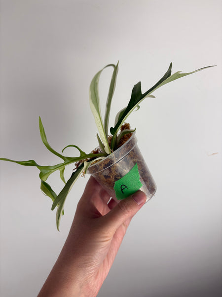Philodendron Tortum albo variegated