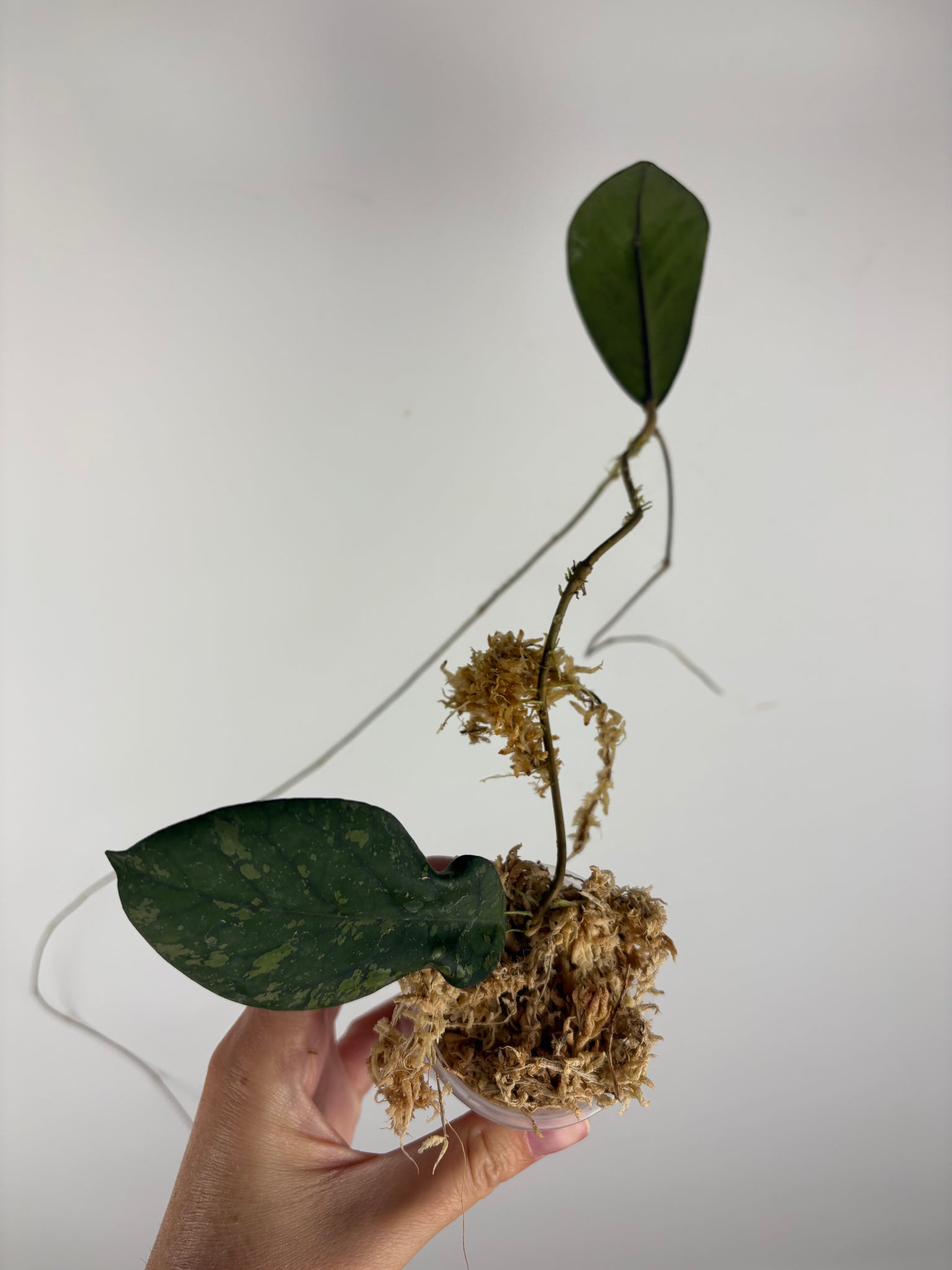 Hoya Meredithii bengkulu splash 3