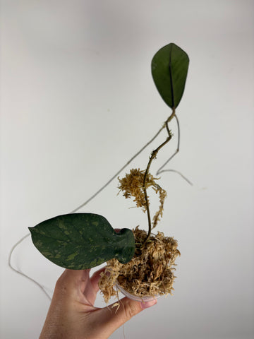 Hoya Meredithii bengkulu splash 3