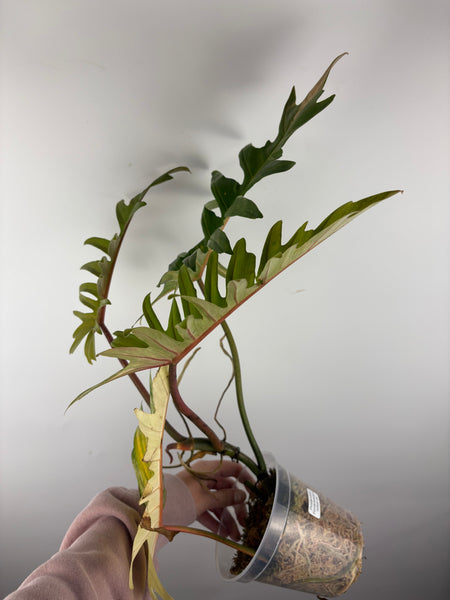 Philodendron florida beauty x tortum variegated