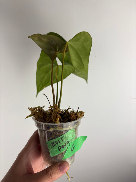 anthurium bvit x portillae G