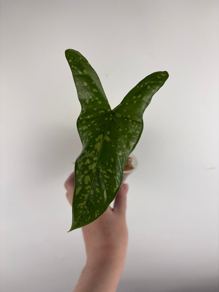 Alocasia shattered glass C