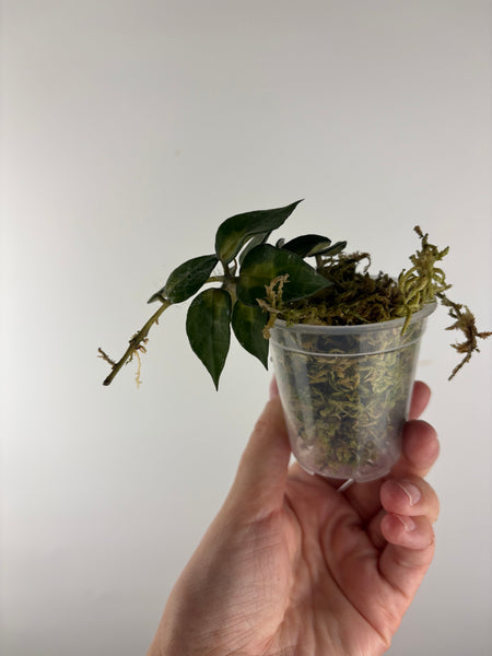 Hoya lacunosa golden flame 1