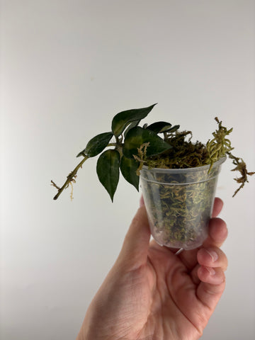 Hoya lacunosa golden flame 1