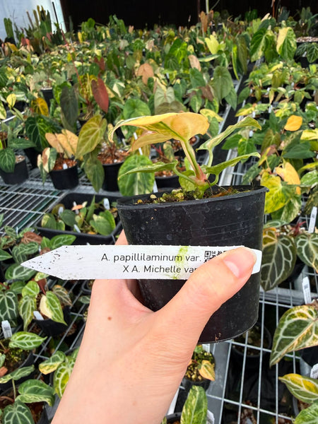 Anthurium papi var x Michelle var (Thailand) unacclimated