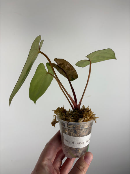 Anthurium BVIT x black sweet C