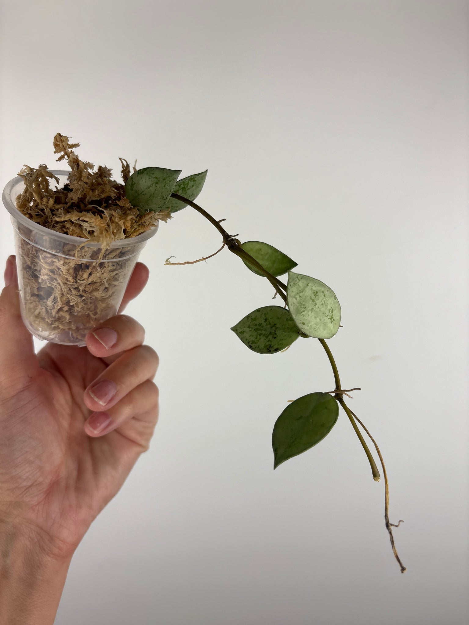 Hoya lacunosa sulcata 2