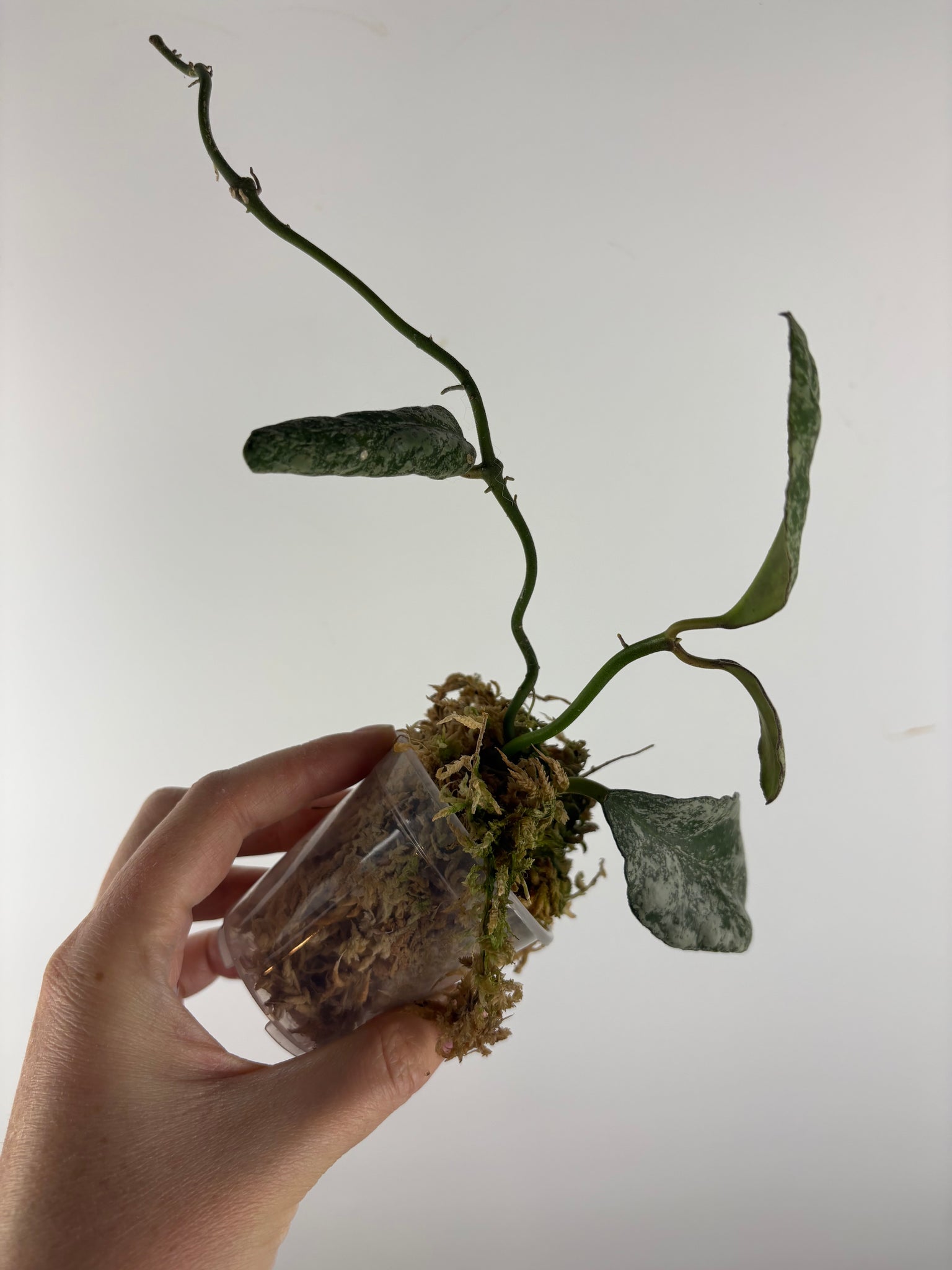 hoya waymaniae cloudy sky as is