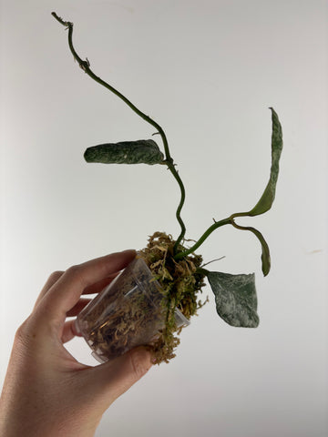 hoya waymaniae cloudy sky as is