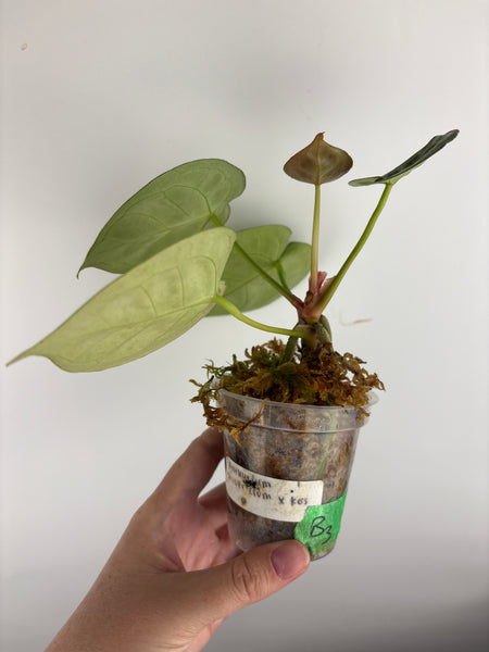 Anthurium Silver Chrome x KOS B3