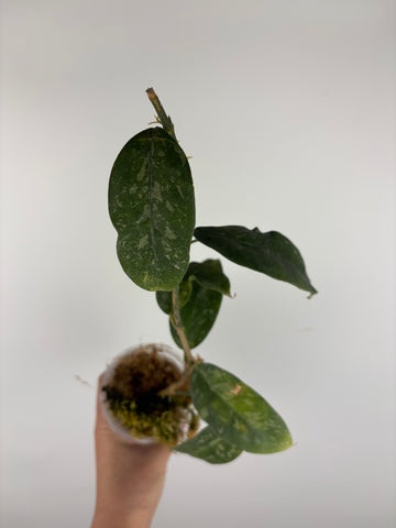 Hoya campanulata splash 1