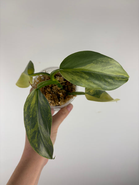 Philodendron silver sword variegated C top cut