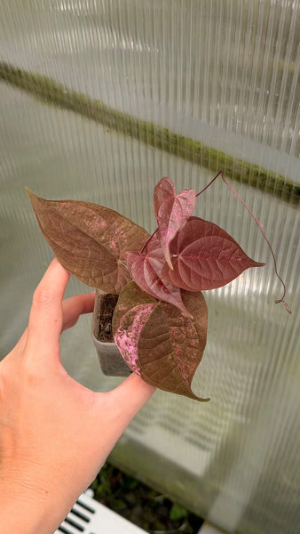Dioscorea Aurora (Thailand) unacclimated