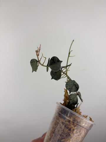 Hoya curtisii silver 2