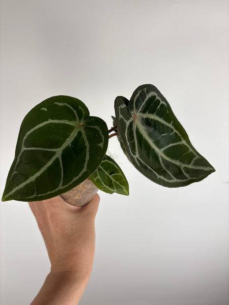 anthurium (red velvet cake x dark handsome) x dreamwaver (Thailand) B