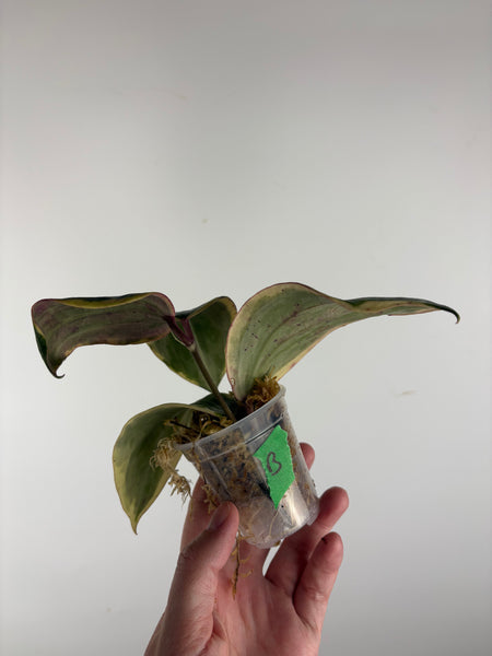 hoya latifolia albomarginata sp Borneo B