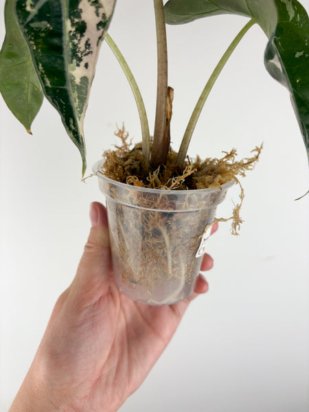 Alocasia Amazonica albo var. (clone) A