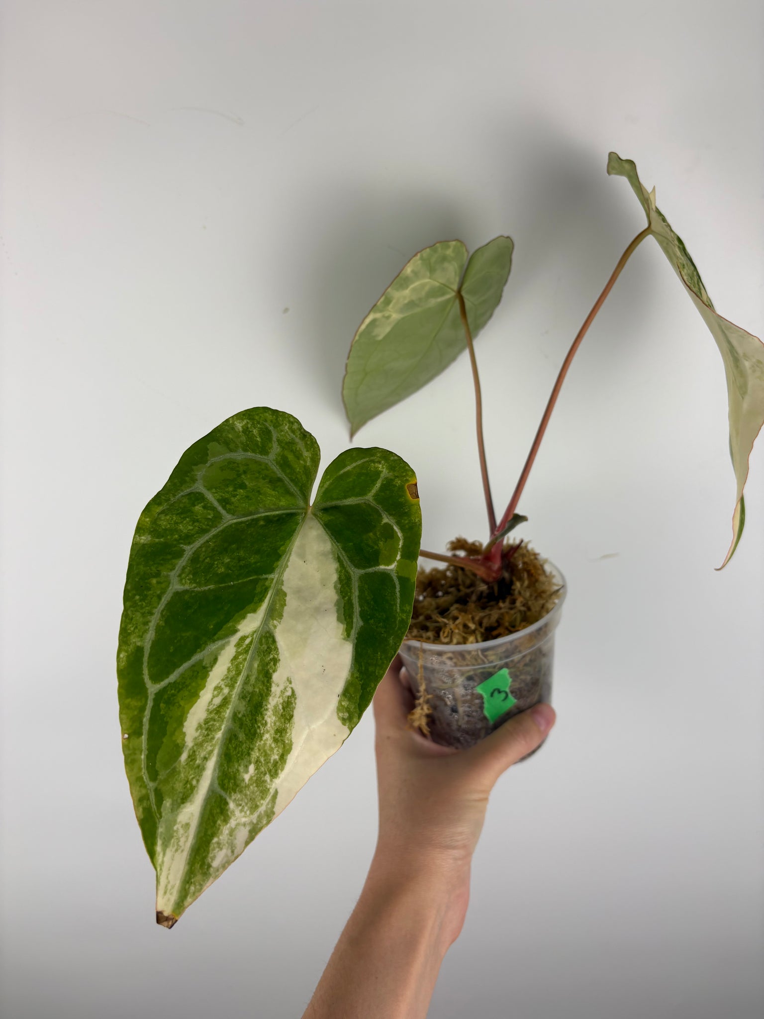 Anthurium crystallinum variegated 3 - double growth point