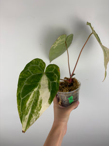 Anthurium crystallinum variegated 3 - double growth point
