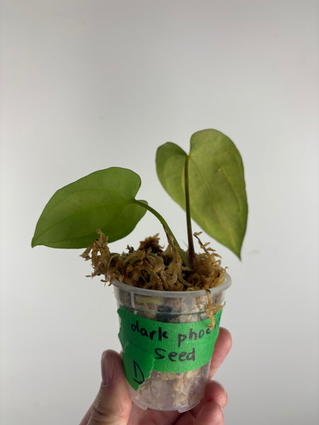 Anthurium Dark Pheonix seed D as is