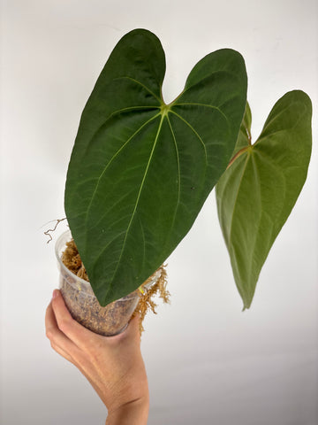 Anthurium Dark Pheonix  x papillilaminum
