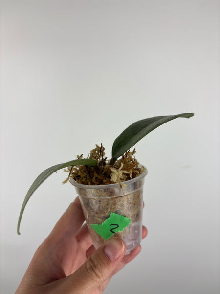 Hoya sp kapuas hulu silver 2