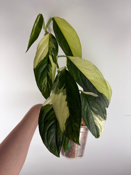 Monstera acacoyaguensis variegated A