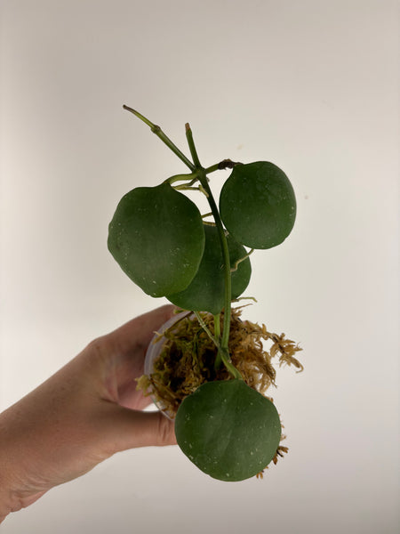 hoya kastbergii C