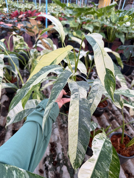 Epipremnum giganteum variegated
