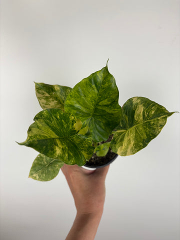 Alocasia gageana(odora) aurea