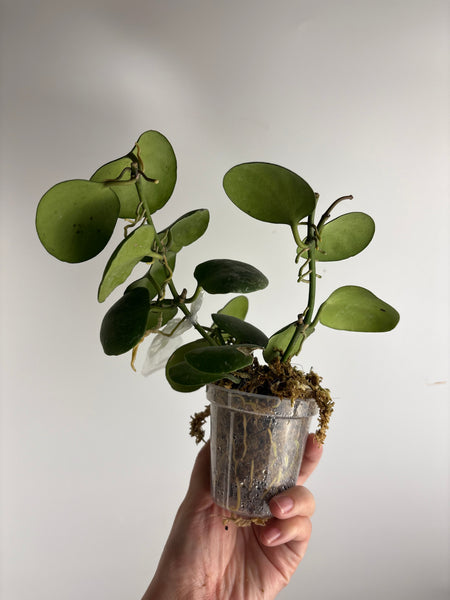 hoya kastbergii