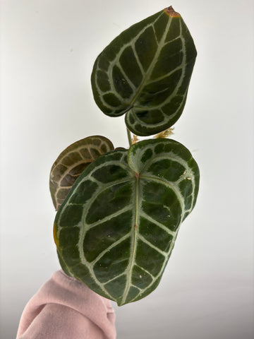 Anthurium black crystallinum 2