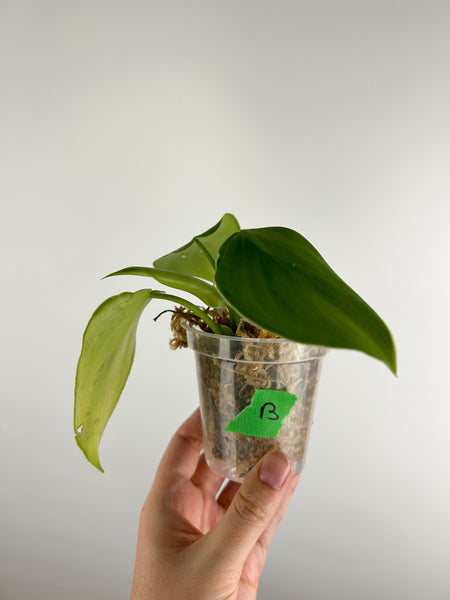 Philodendron rugosum B