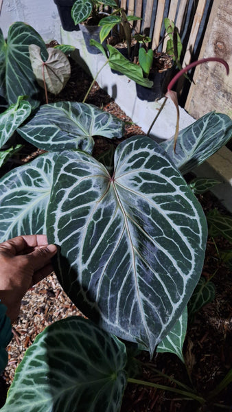 Anthurium red tiger unacclimated large plant