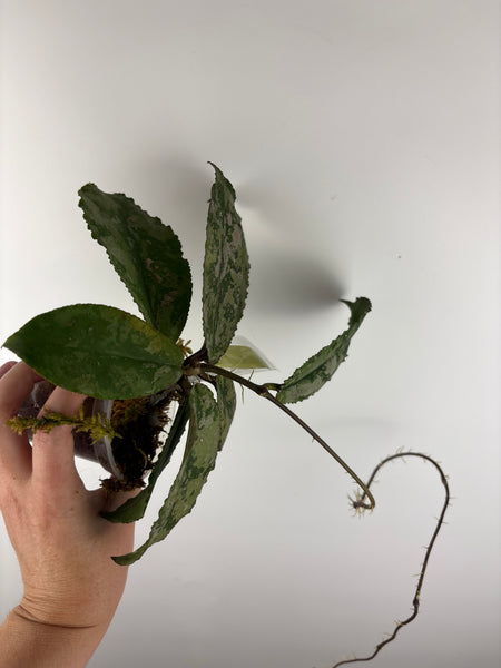 Hoya Undulata silver