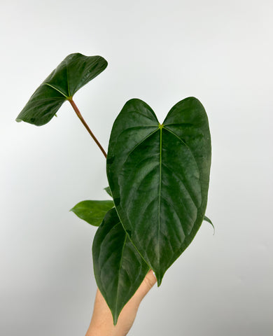 Anthurium magnificum x luxurians (Thailand)