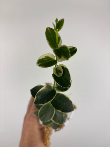 Hoya cumingiana 'Albo 2