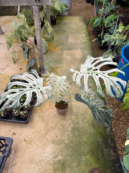Monstera devil monster large unacclimated (Thailand)