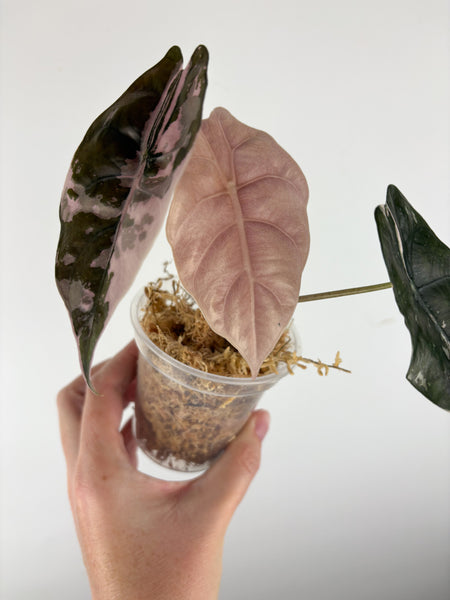 Alocasia chantrieri pink variegated B (from corm)