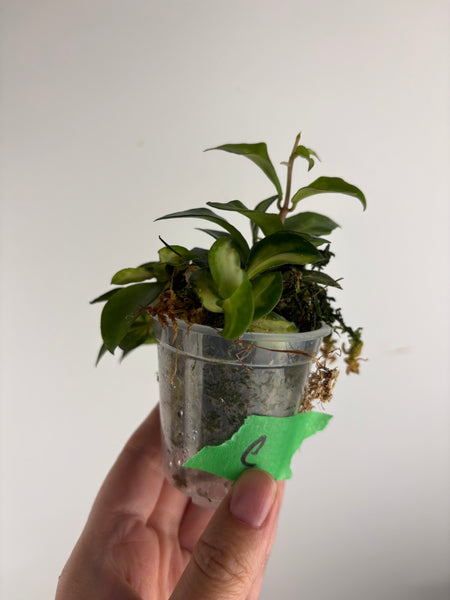 hoya lacunosa bruno C