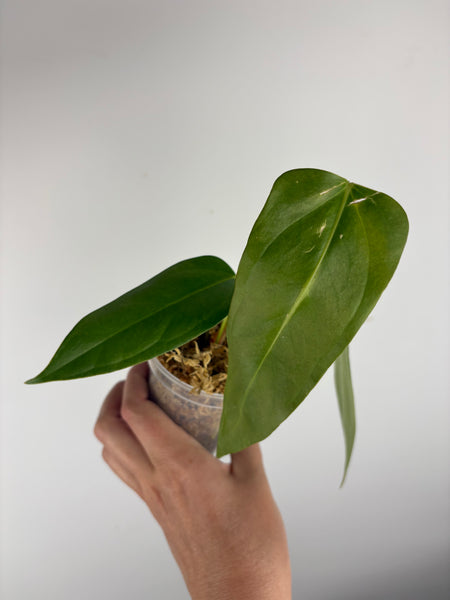 Anthurium Black sweet x farcatum C