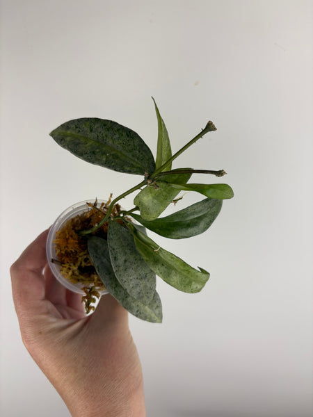 Hoya lacunosa winter pandora C