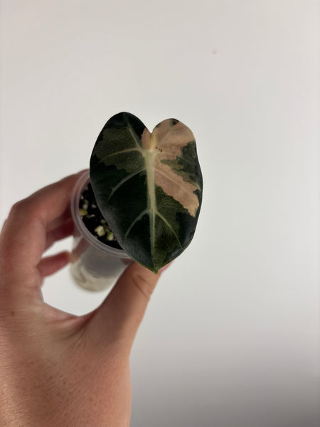 Alocasia balloon heart pink