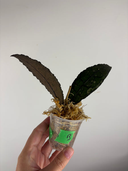 hoya clemensiorum crocodile B