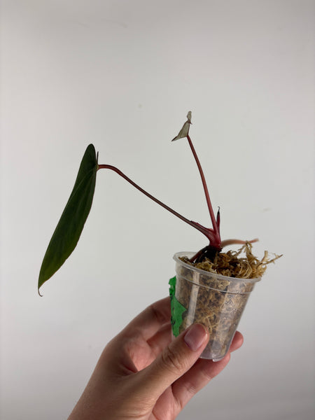Anthurium blue papi seed 9