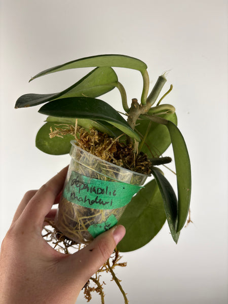Hoya diversifolia maha dewi bottom cut
