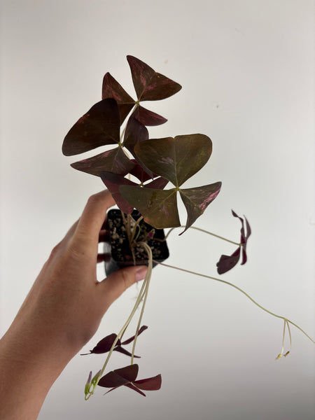 Oxalis triangularis variegated - low variegation