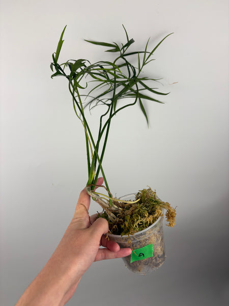 Philodendron polypodioides A