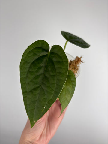 Anthurium red spider x luxurians E