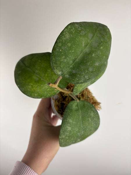 Hoya vertcillica sp tanggamus C